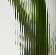 Green palm leaf behind ribbed glass